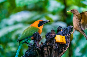 A close up view of a Rufous motmot and Clay colored thrush beside a feeder in La Fortuna, Costa Rica during the dry season