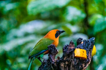 A view of a Rufous motmot beside a feeder in La Fortuna, Costa Rica during the dry season