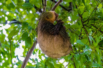 A side view of a Hoffmann two toed sloth hanging from a tree in La Fortuna, Costa Rica during the...