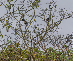 A view of Howler monkeys in  a tree in La Fortuna, Costa Rica during the dry season