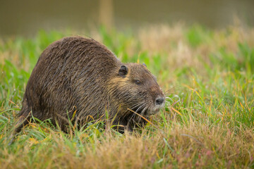 A nutria walking near water and looking for food