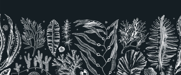 Edible seaweed seamless pattern on chalkboard Hand-drawn sea vegetables - kelp, kombu, wakame, hijiki  drawings. Underwater algae ribbon in sketch style. Asian cuisine menu or healthy food design