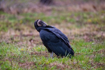 Closeup of a vulture perched on the ground in a forest