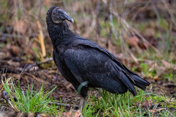 Closeup of a vulture perched on the ground in a forest