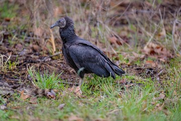 Closeup of a vulture perched on the ground in a forest