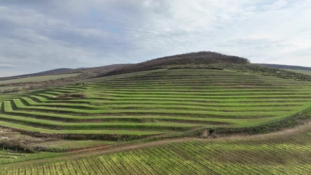 【真作】版画　吉井蘭月　高精細デジタル版画　六瓢　暁山会　美品　逸品　T71 吉田千鶴子 - 春の蘭