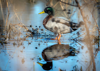 Mirrored Mallard