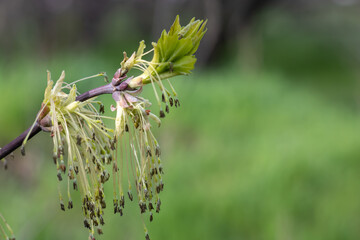 American maple blossoms in early spring close up. Ash-leaved maple inflorescences on tree branch. Long catkins negundo on green background. Brown buds blooming and germinate in sunny day.