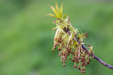 American maple blossoms in early spring close up. Ash-leaved maple inflorescences on tree branch. Long catkins negundo on green background. Brown buds blooming and germinate in sunny day.