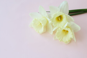 Naklejka na ściany i meble spring beautiful narcissus flowers on light pink background isolated for greeting cards