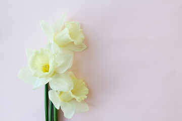 spring beautiful narcissus flowers on light pink background isolated for greeting cards,