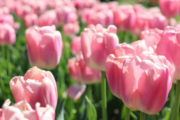 Field of beautiful pink tulips