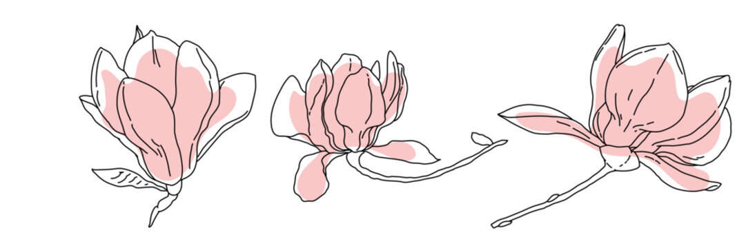 Magnolia flower blooming art. Hand drawn realistic detailed vector illustration. Black outline and pink shape clipart collection.