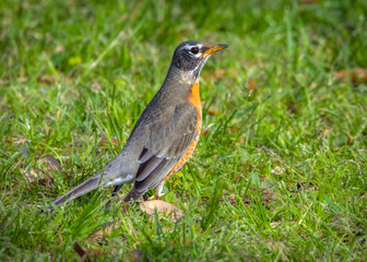 American Robins have returned to the nature trail in Pearland. 2-19-2023