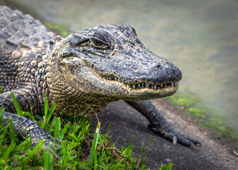 A young alligator enjoying some sun near my house!