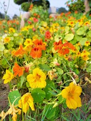 I`m clicking some cinematic shots from my OPPO A95 which give me rare beauty and an attractive touch of these scenes #flowers