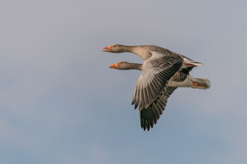 Two Greylag Goose (Anser anser)  in flight. Gelderland in the Netherlands. Isolated on a blue sky background.                                                                      