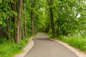 Fototapeta na wymiar A Path Winding Through The Woods In Summer