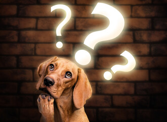 Thinking dog with question mark lights
