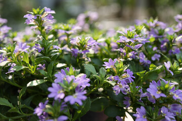 Purple Scaevola aemula flower field