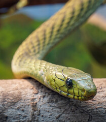 Green snake