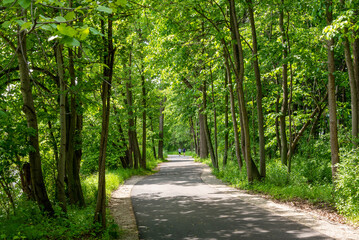 Fototapeta premium People Jogging On A Winding Path Through The Woods