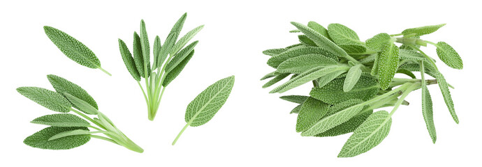 fresh sage herb isolated on white background with full depth of field, Top view. Flat lay
