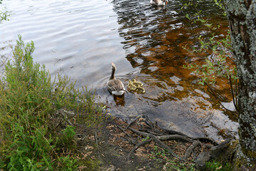 wild duck and her ducklings swimming in a river