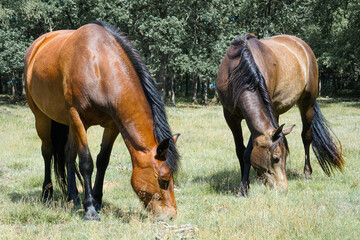 Two horses grazing in sunny meadow