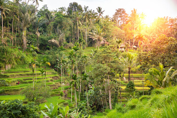 Obraz premium Lush rice fields and palm trees on Bali island, Indonesia