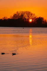 Sunset with swimming water birds and reflections near Plattling, Isar, Bavaria, Germany
