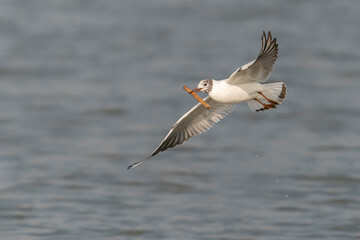 Fototapeta na wymiar The black-headed gull (Chroicocephalus ridibundus) in flight low over the water, carrying a reed in its beak to build its nest. Gelderland in the Netherlands. 