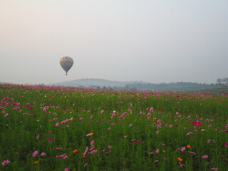 A hot air balloon floating above a field of colorful cosmos flowers and birds flying over a foggy morning at Singha Park, Chiang Rai, Thailand. A field of bright pink flowers with hot air balloons 
