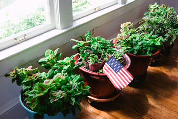 plants in pots with american flag