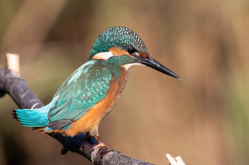 Fototapeta premium Common kingfisher, a young bird sits on a branch and looks into the water, waiting for a fish