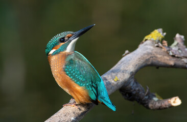 Common kingfisher, a bird sits on a branch and looks back