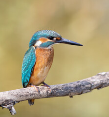 Common kingfisher, a bird sits on a branch on a beautiful flat background
