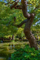 Fototapeta na wymiar 687-65 Tree Over Pond