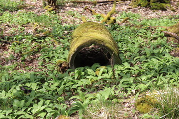 Bärlauch im Wald. Bärlauch Waldknoblauch.