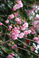 平野神社の陽光桜