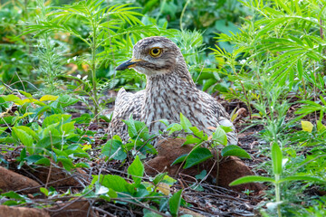 Brooding Cape Dikkop. A Cape Dikkop, also known as a Spotted thick-knee (Burhinus capensis) incubates her eggs in a private garden in Fochville, North West.