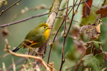 A Red Billed Leiothrix bird taking rest on a tree top at Sandakphu, West Bengal.