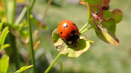 Little ladybug with a heart resting on a leaf in the countryside