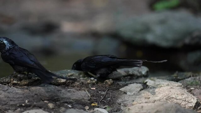 Black Drongo in pond  ,Bird watching in forest