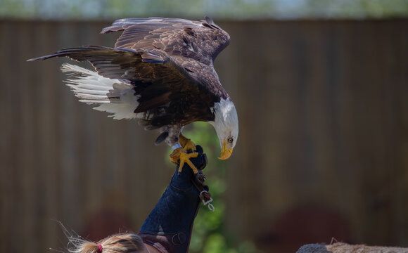 Bald Eagle on Leather Glove.  Raptors in Flight,  A Falconry Demonstration with an American Bald Eagle.  Photography.