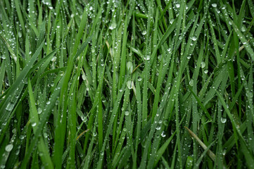 Fototapeta na wymiar green grass with water drops close-up