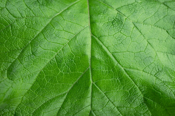  Green macro leaf, Green leaves background. Leaf texture