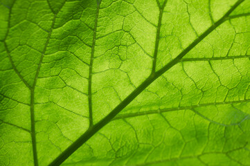 Naklejka na ściany i meble Vibrant green leaf macro close up natural background