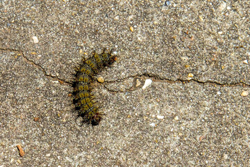 Venomous Buck Moth Caterpillar on the Sidewalk in New Orleans, Louisiana, USA