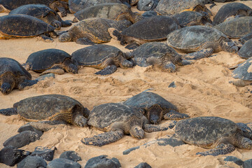 Hawaiian green sea turtles  (Chelonia mydas) (honu) resting on the sands of Ho'okipa beach, Ho’okipa Beach Park is a sea turtle and surfer sanctuary on the road to Hana, Maui, Hawaii, USA